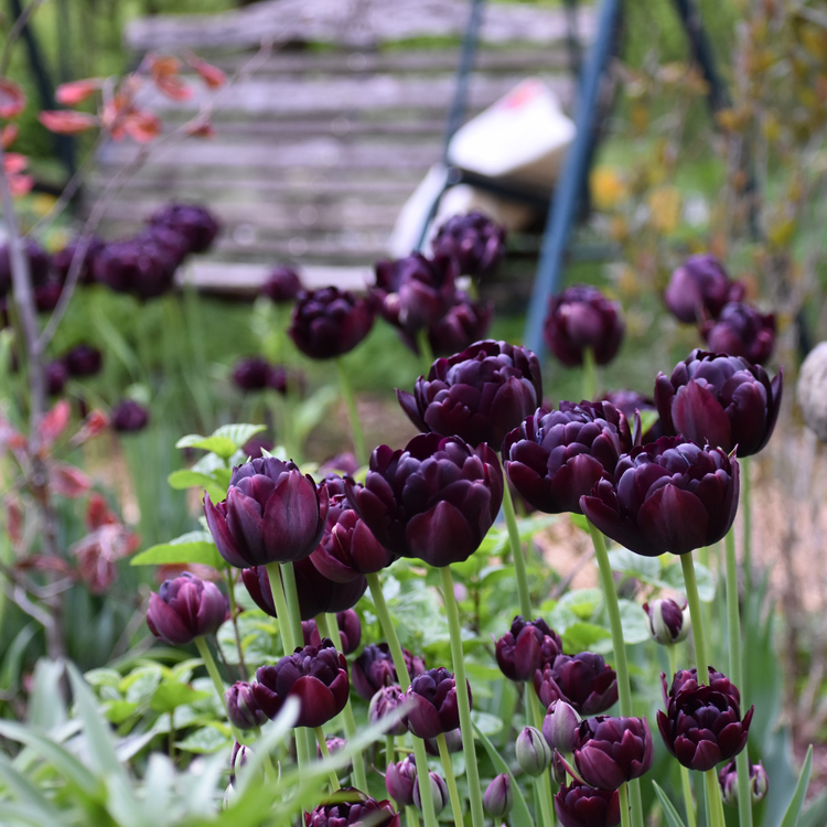 Tulip Double Late Black Hero