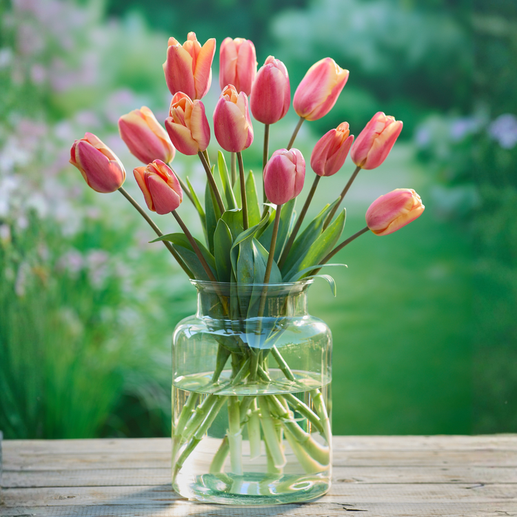 Tulip Triumph Jimmy