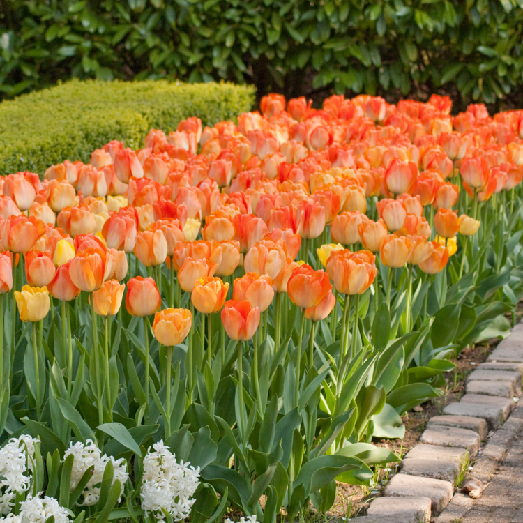 Tulip Darwin Hybrid Daydream