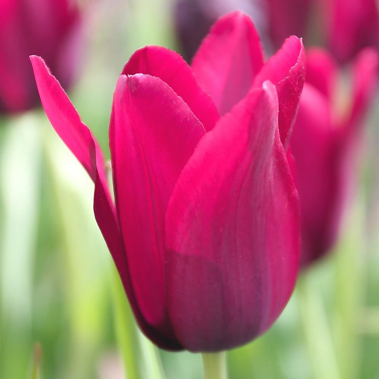 Tulip Lily Flowering Merlot