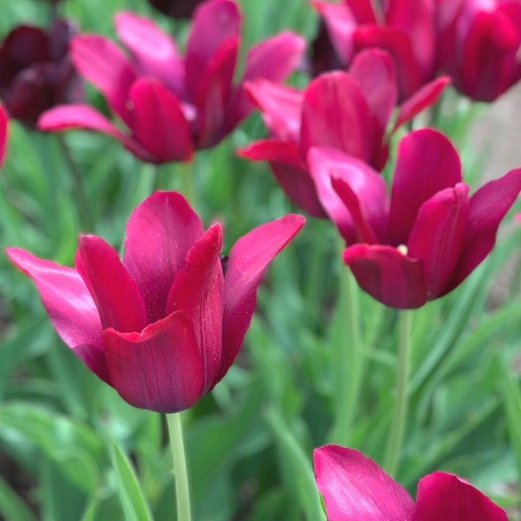 Group of lily-flowered tulip Merlot in a garden with blossoms opening wide to the spring sunshine.