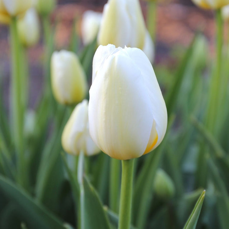 An early morning view of the white and pale yellow flowers of Triumph tulip Pays Bas.