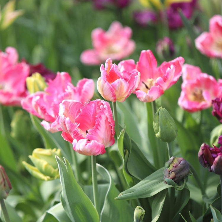 Overhead view of a small group of white and pink Silver Parrot tulip flowers in a spring garden setting.