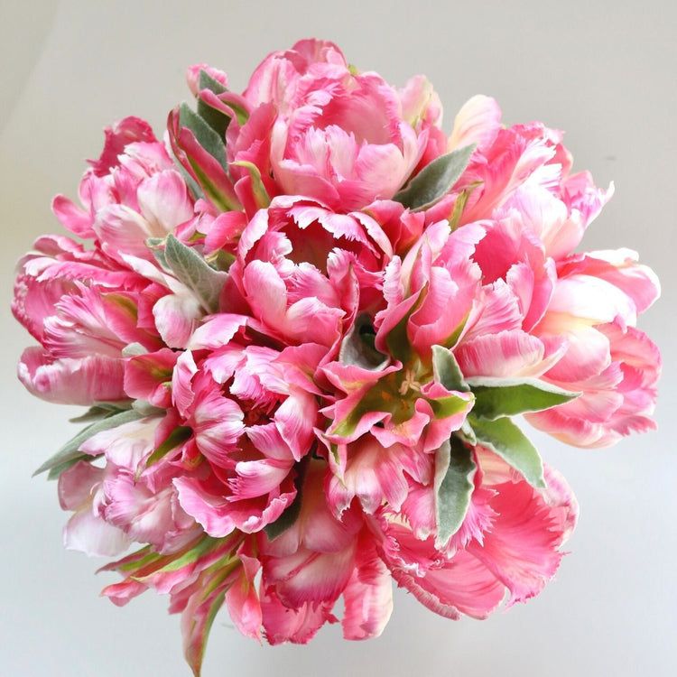 Tight bouquet of Silver Parrot tulips showing pink and white flowers with ruffled and feathered petals.