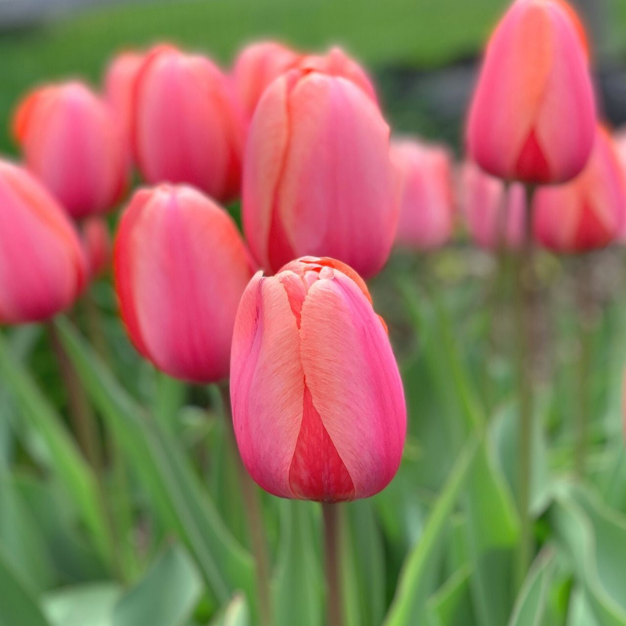 Tulip Darwin Hybrid Apricot Impression - 20 bulbs - Longfield Gardens