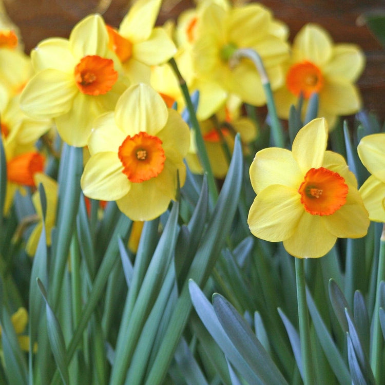 A group of Red Devon daffodils blooming in a spring garden, showing this heirloom narcissus variety's bright yellow petals and vibrant red-orange cups.