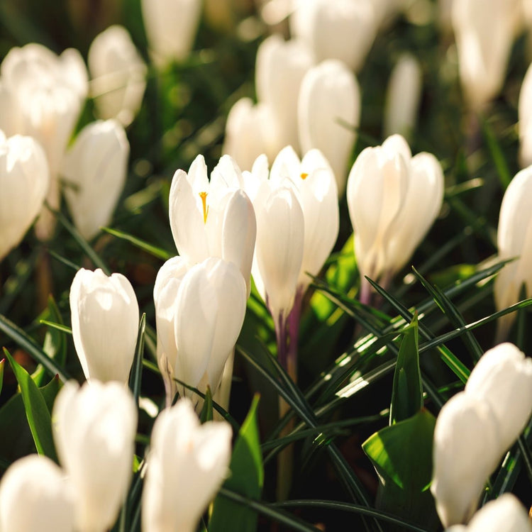 The creamy white flowers of crocus Jeanne d'Arc blooming in an early spring garden.