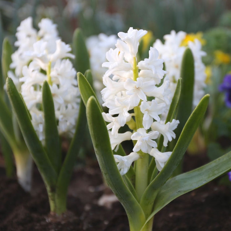 All white hyacinth Aiolos blooming on an early spring morning.