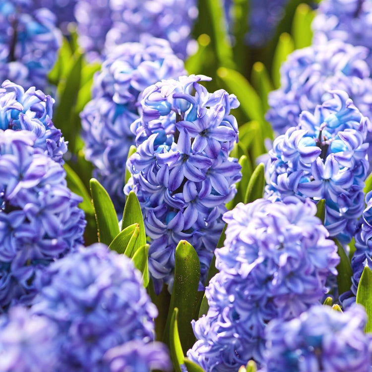 A generous planting of hyacinth orientalis Blue Jacket in a sunny spring garden, highlighting this variety's purple and ndigo-blue flowers.