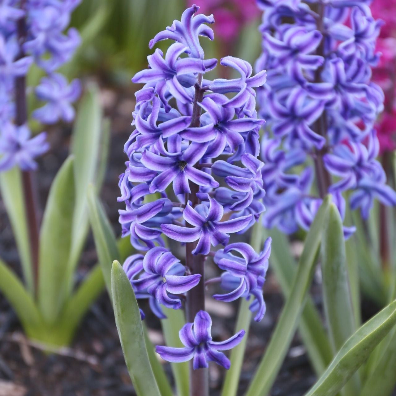 Hyacinth Orientalis Blue Jacket - 10 bulbs - Longfield Gardens