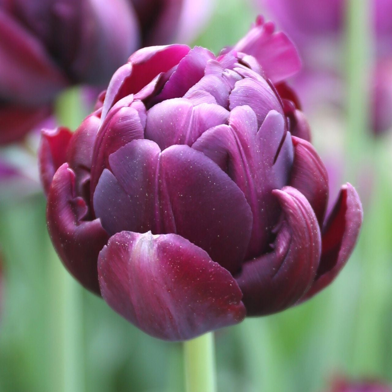 Tulip Double Late Black Hero - 10 bulbs - Longfield Gardens