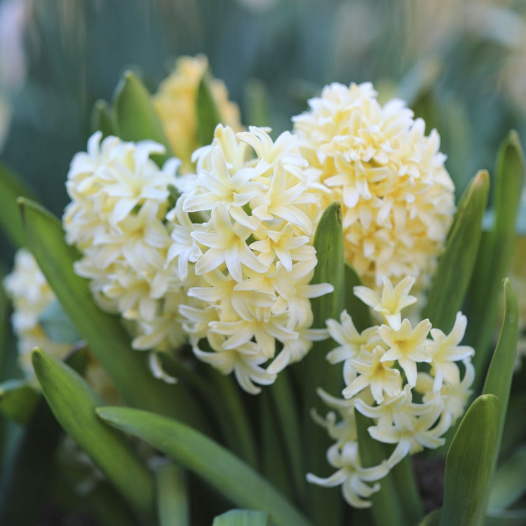 The creamy yellow flowers of hyacinth City of Haarlem blooming in a spring garden.