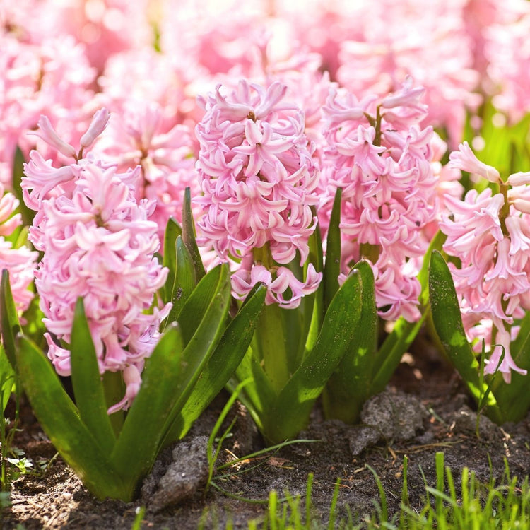 The candy-pink flower of Hyacinth orientalis Pink Pearl blooming in a spring garden.