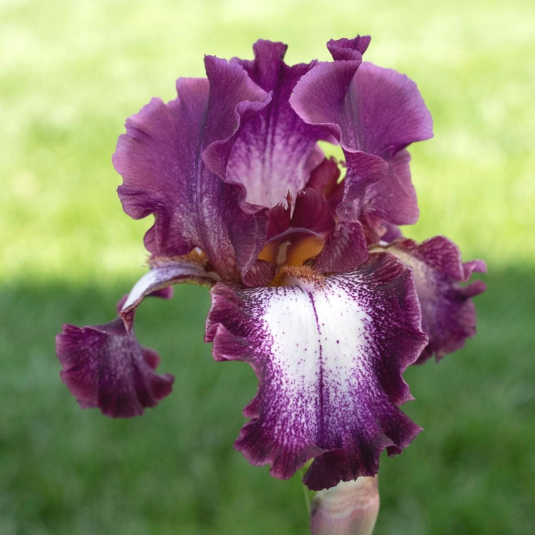 Bearded Innocent Star