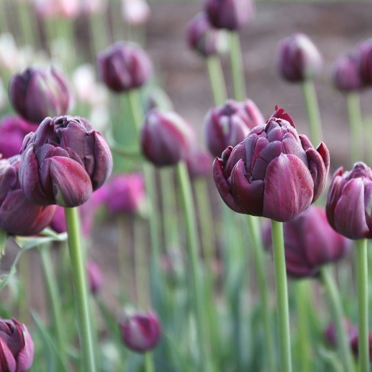Tulip Double Late Black Hero