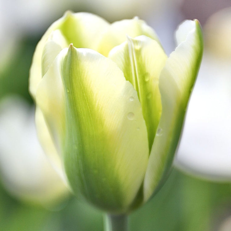 Tulip Triumph Green Spirit