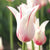 Single flower of lily-flowered tulip Marilyn showing white petals with red markings.