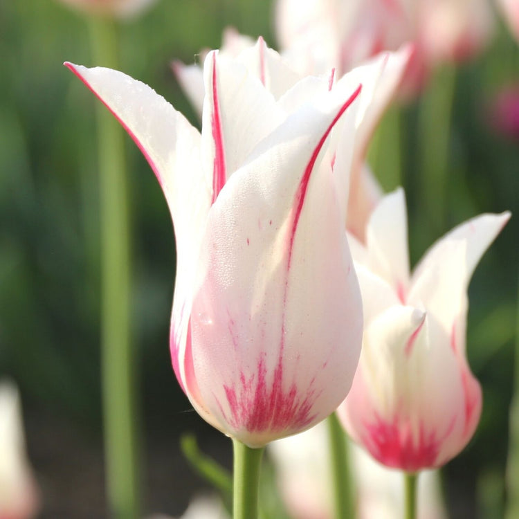 Tulip Lily Flowering Marilyn