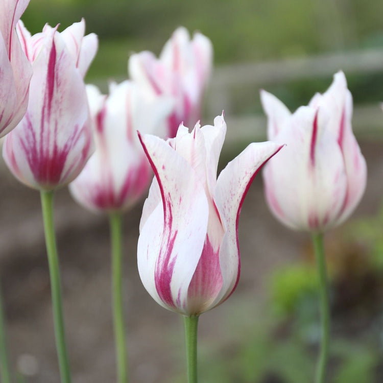 Lily-flowered tulip Marilyn in a garden showing several flowers with shapely white petals and red stripes.