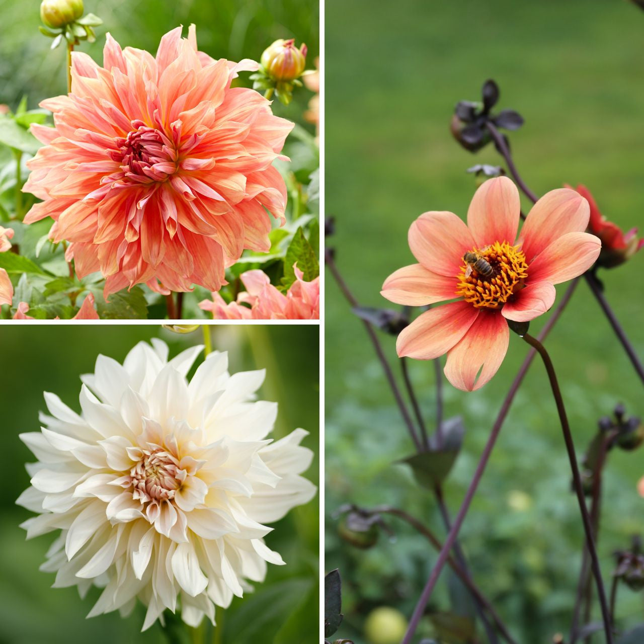 Dahlia Assorted Flirty Fleurs Verona Collection - 6 tuber clumps