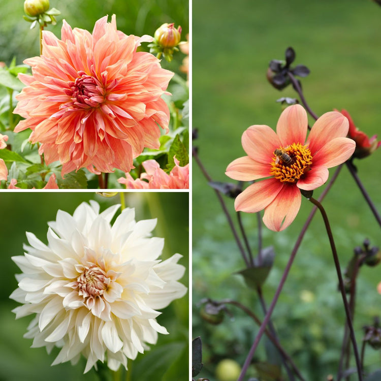 Dahlia Assorted Flirty Fleurs Verona Collection