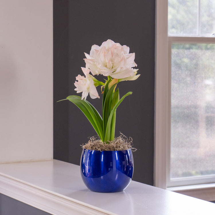 Amaryllis Arctic Nymph with Globe Pot Growing Kit
