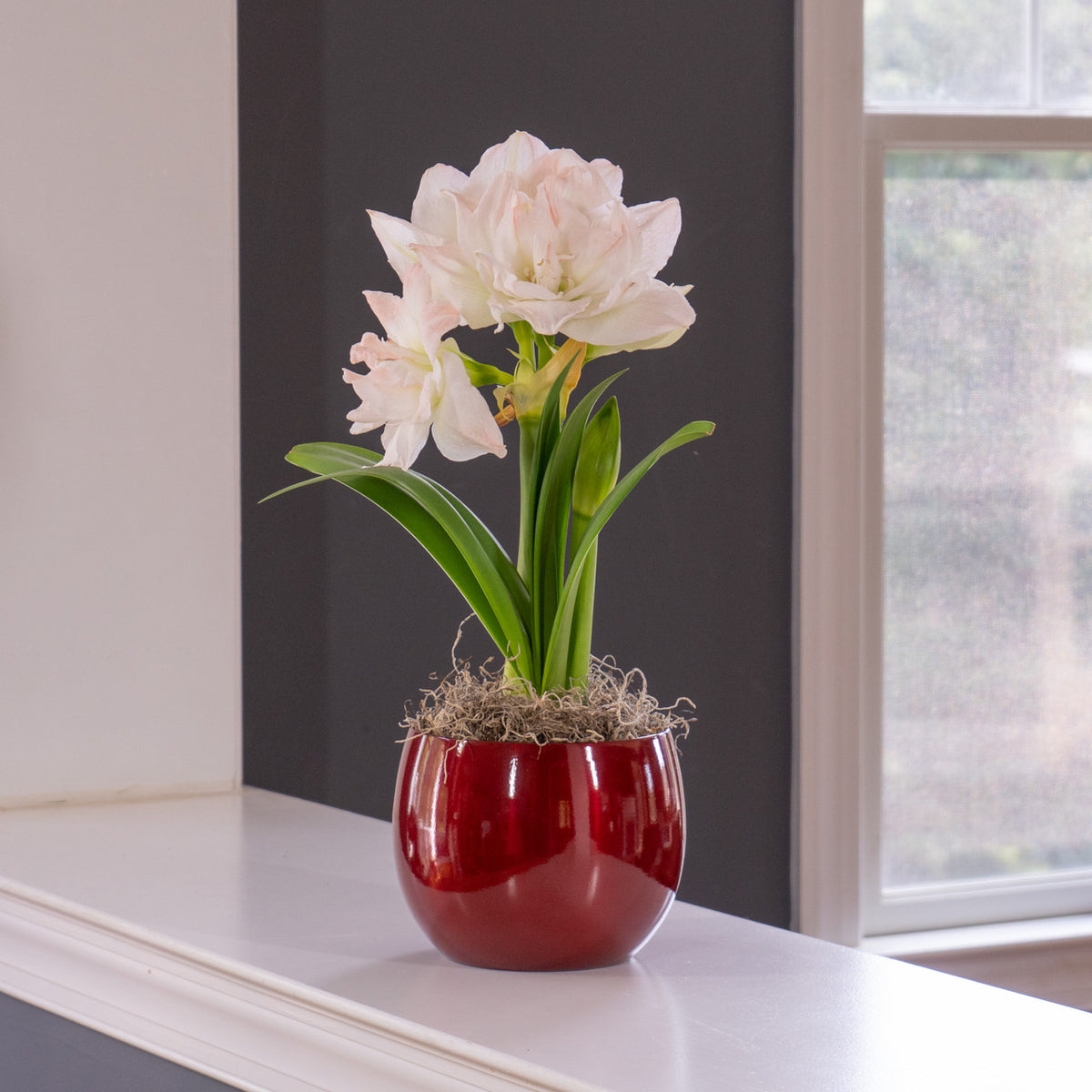 Amaryllis Arctic Nymph Globe Pot 1 Growing Kit