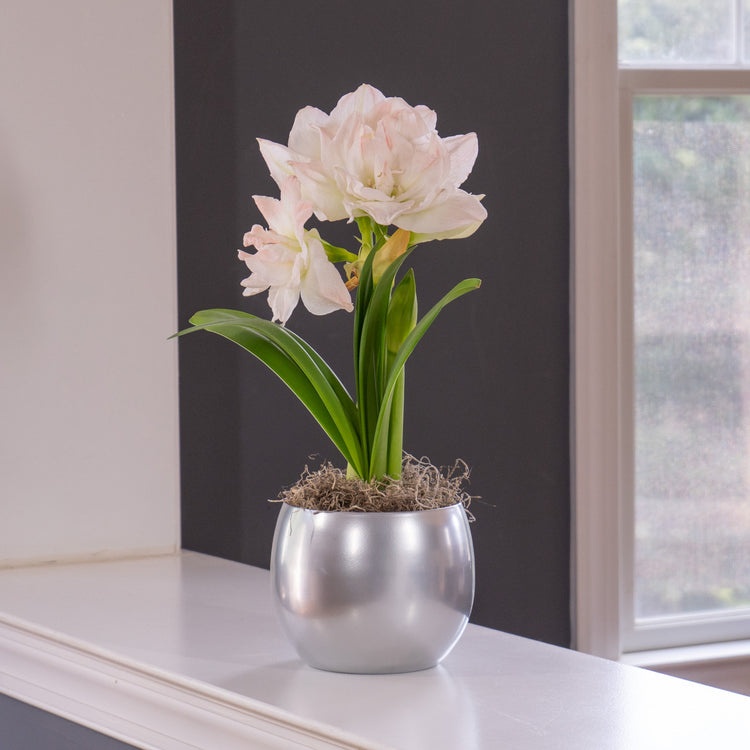 The pure white flowers of double amaryllis Arctic Nymph blooming indoors in a shiny silver pot.