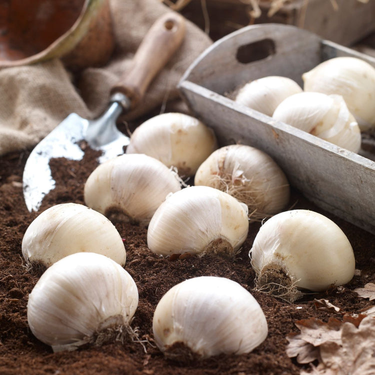 Allium Giant Gladiator - Bulk Offer