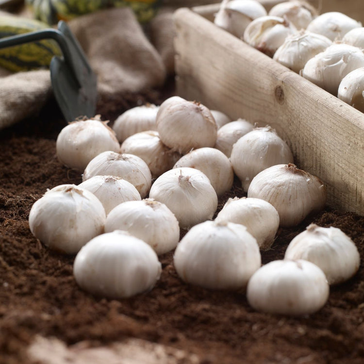 Allium Giant Christophii