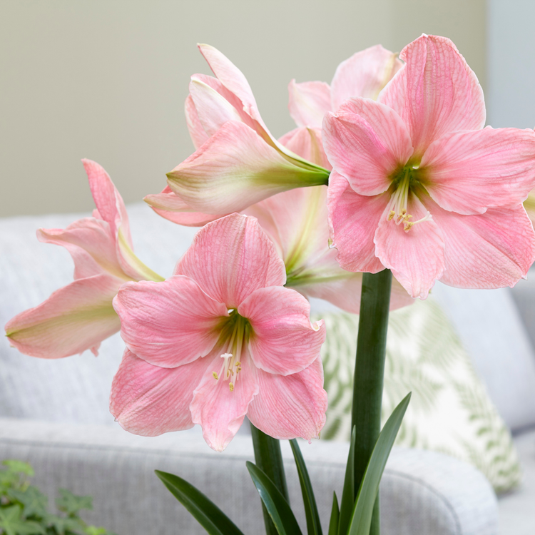 Amaryllis Single Sweet Star