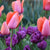 Assorted Tulip Combinations