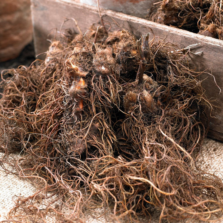 Astilbe Arendsii Color Flash