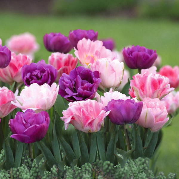 Tulip Double Late Blue Spectacle & Finola - 20 bulbs - Longfield