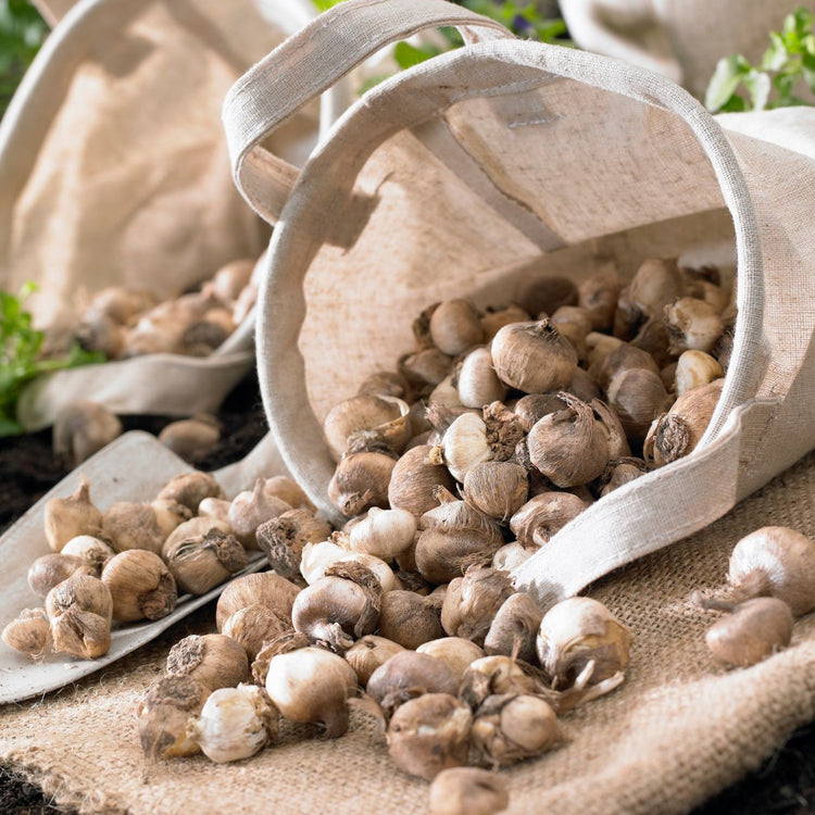 Brodiaea Queen Fabiola