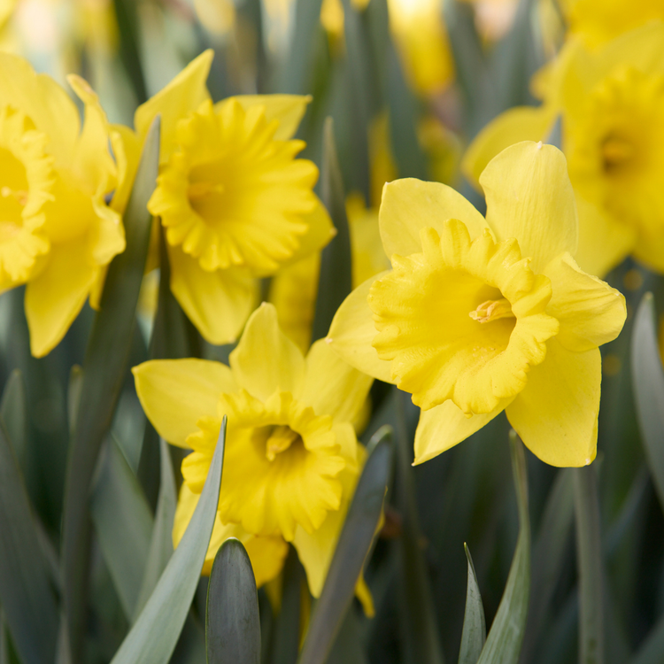 Daffodil Trumpet Dutch Master - Bulk Offer
