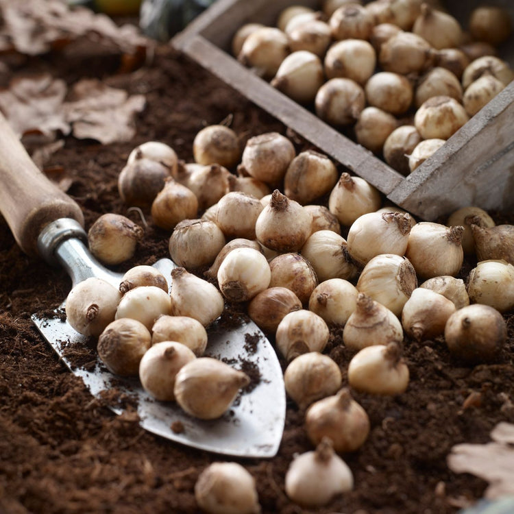Chionodoxa Blue Giant