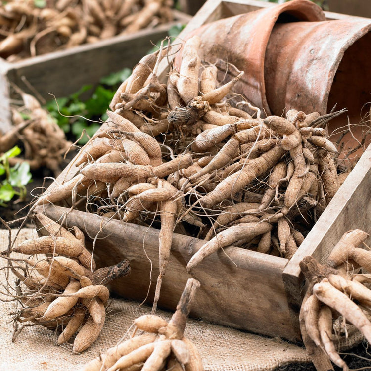 Cosmos Atrosanguineus