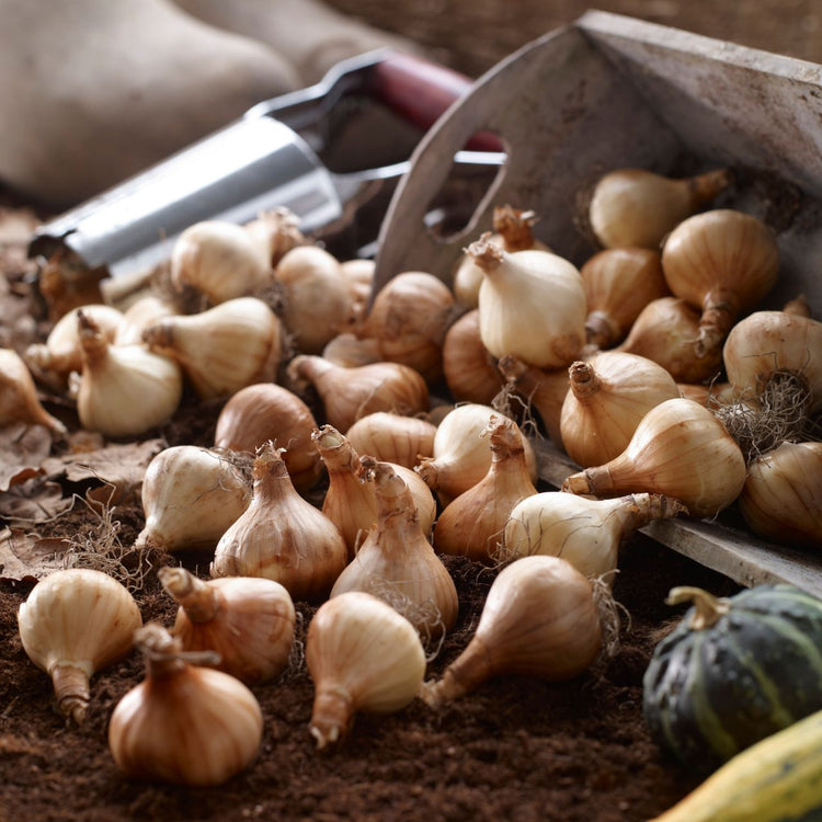 Daffodil Cyclamineus Tete a Tete - Bulk Offer