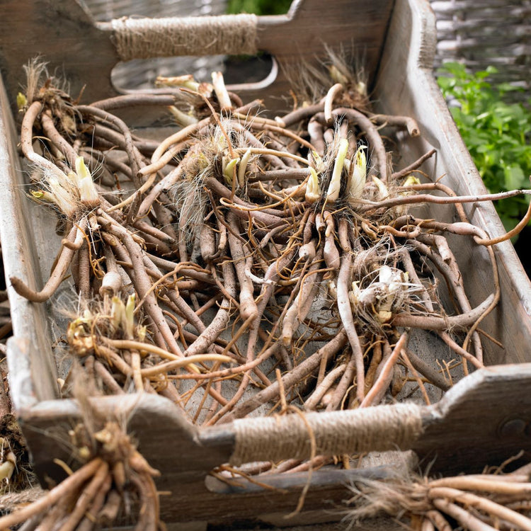 Daylily plants in a rustic wooden crate, ready for spring planting in a flower garden.