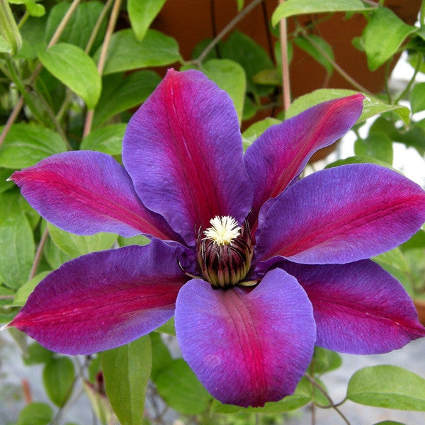 Clematis Mrs. N Thompson