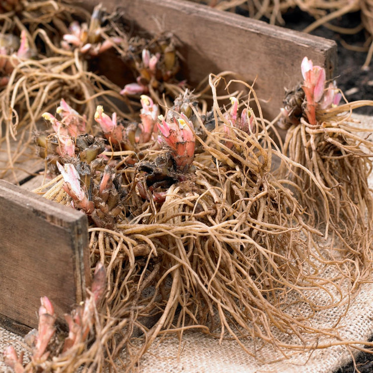 Dicentra (Bleeding Heart) Formosa King of Hearts