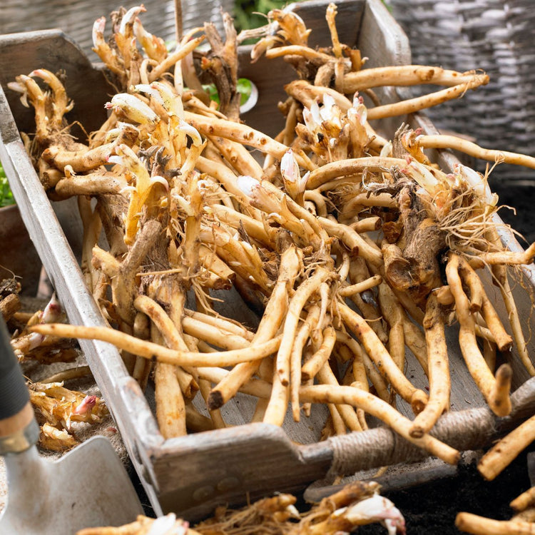 Dicentra (Bleeding Heart) Spectabilis