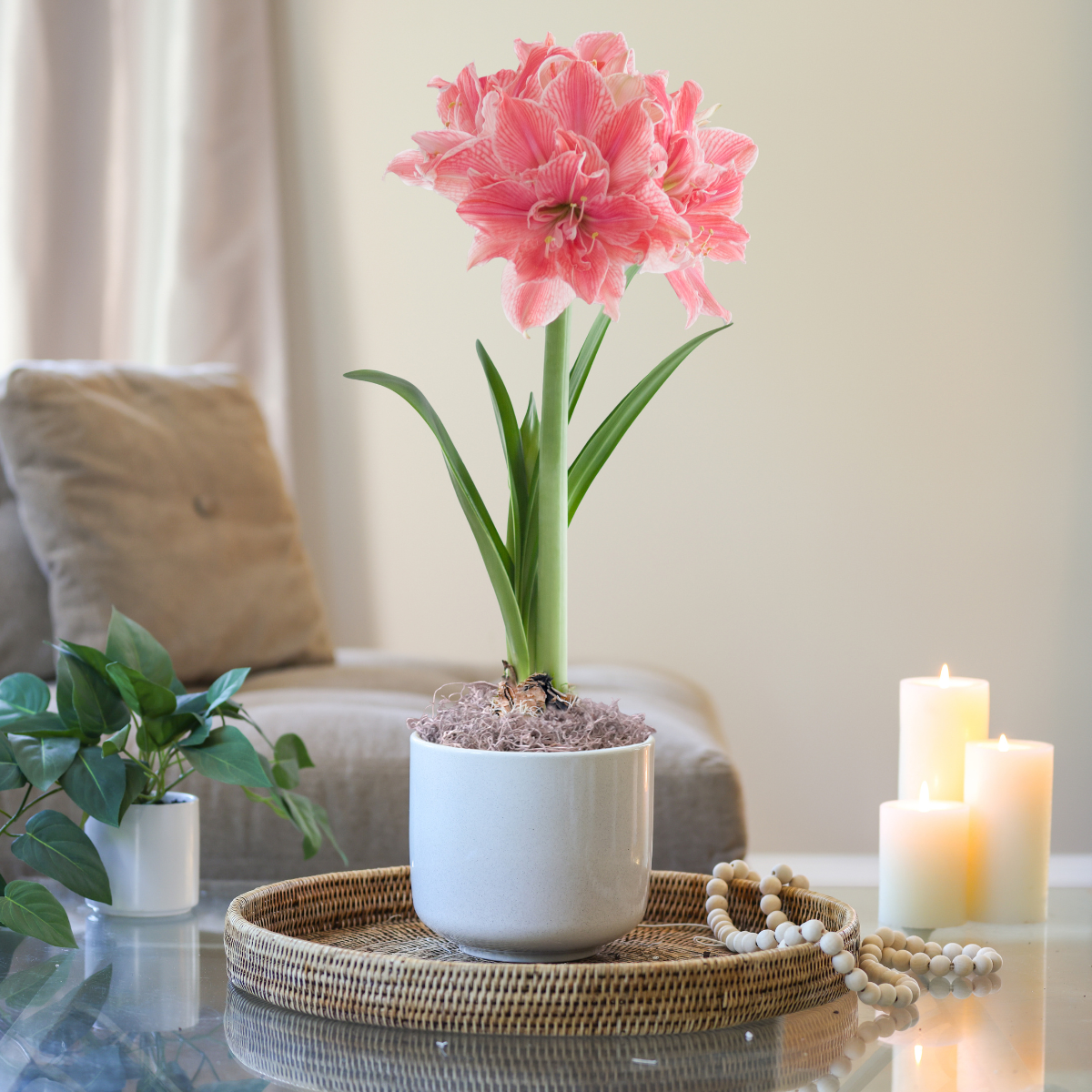Amaryllis with Cream Ceramic Pot Growing Kit - Longfield Gardens