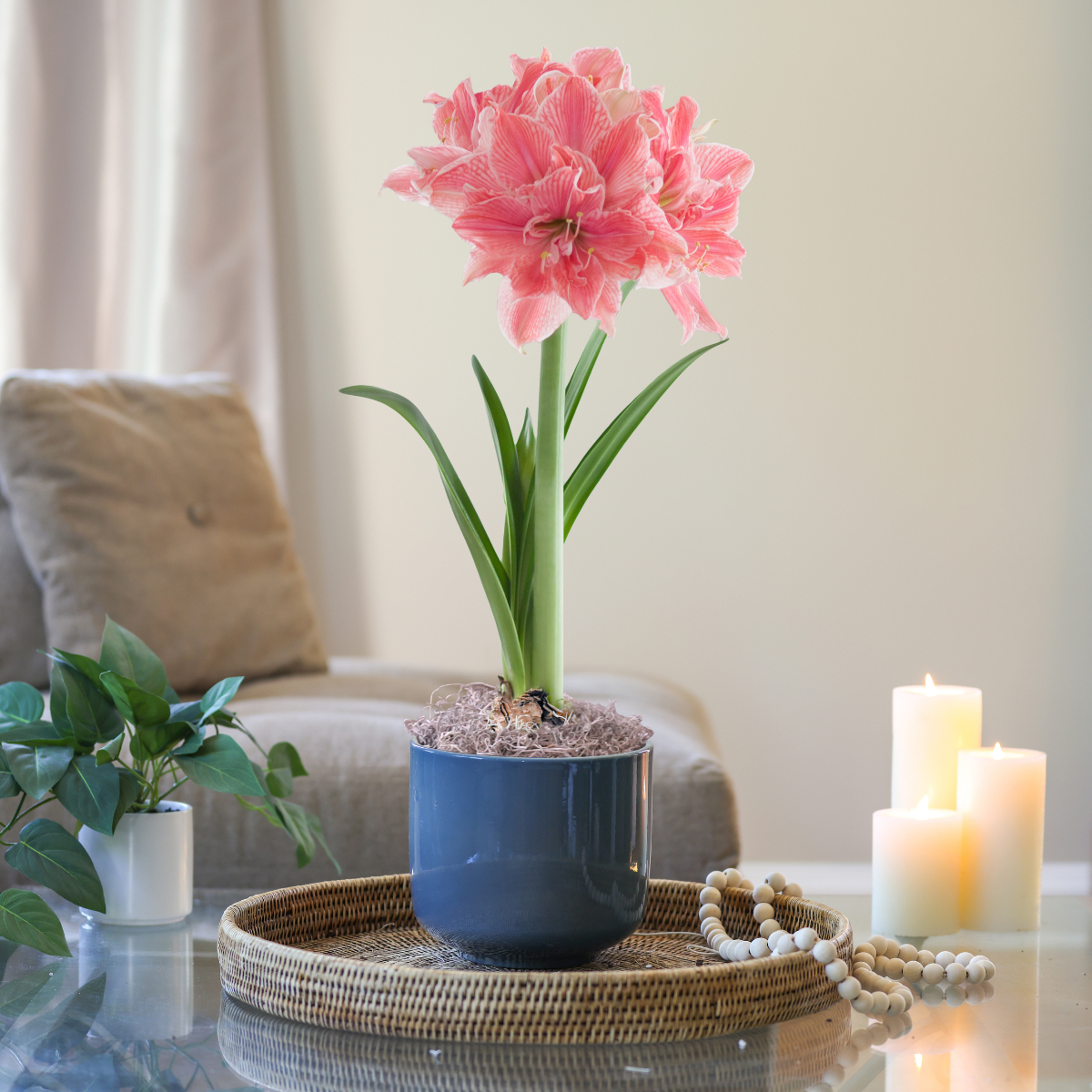 amaryllis potting mix Amaryllis with Green Ceramic Pot Growing Kit