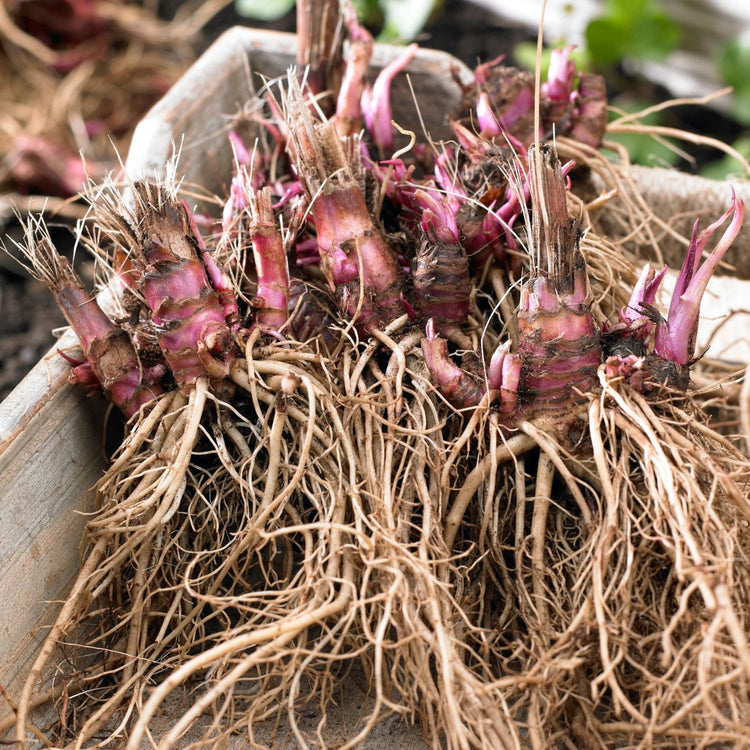 Echinacea (Coneflower) Double Decker