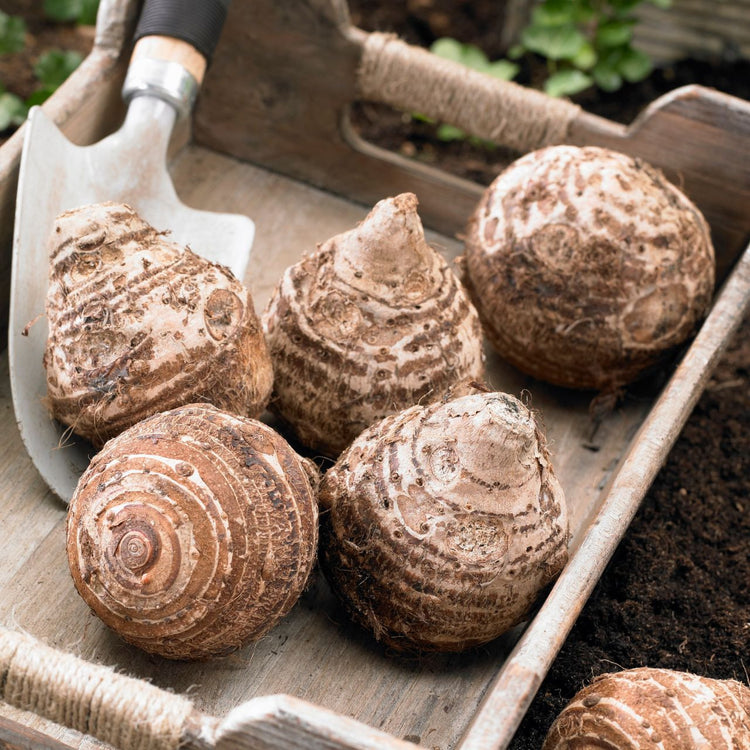 Elephant Ear Alocasia Odora (Upright) Macrorrhiza