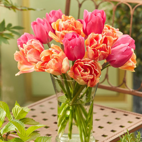 Tulip Assorted Foxy Foxtrot & Involve - 40 count - Longfield Gardens