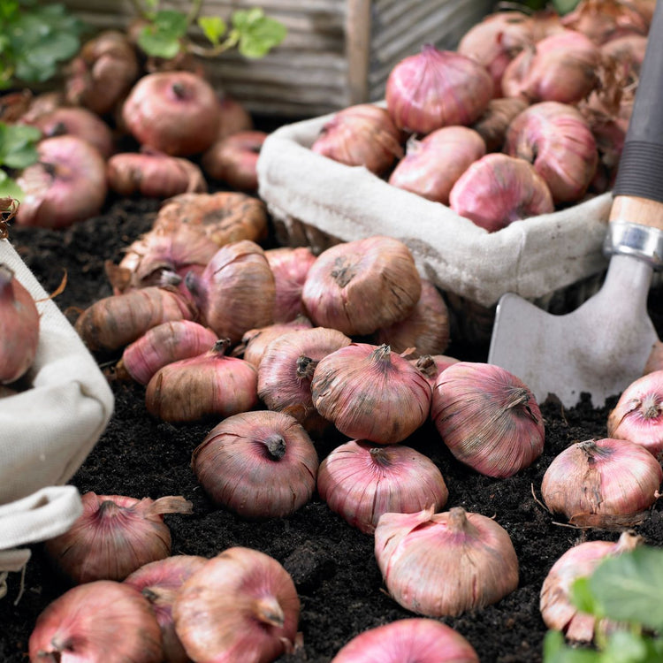 Gladiolus Fiorentina