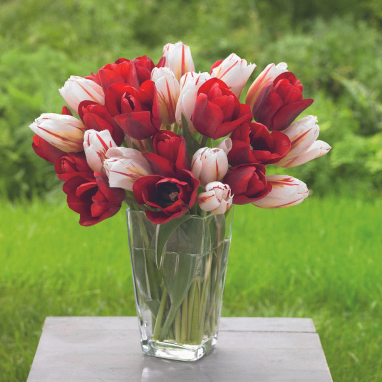 red tulips and white lilies Tulip Triumph Happy Generation & Holland Red - 40 bulbs